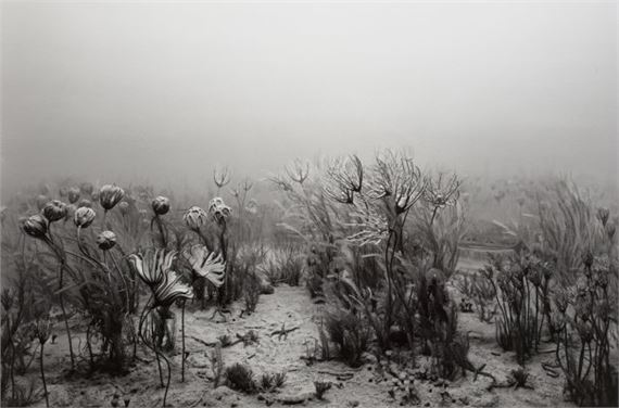 Carboniferous Period · Hiroshi Sugimoto